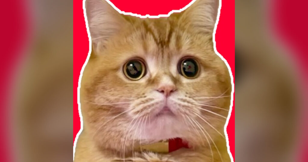 もこまるファミリーとは?猫・家族・人気動画と公式SNSを解説